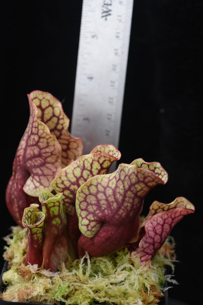 Sarracenia purpurea ssp. venosa var. Chipola #2 (Shipped Bare-Root)