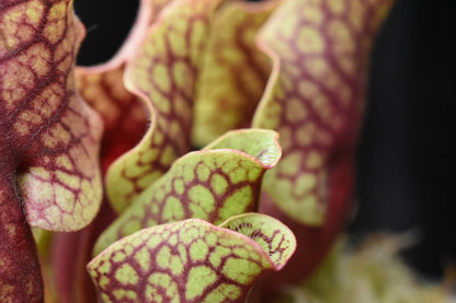 Sarracenia purpurea ssp. venosa var. Chipola #2 (Shipped Bare-Root)