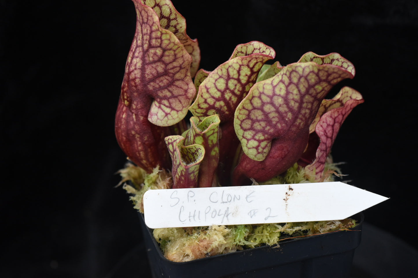 Sarracenia purpurea ssp. venosa var. Chipola #2 (Shipped Bare-Root)