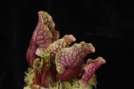 Sarracenia purpurea ssp. venosa var. Chipola #2 (Shipped Bare-Root)