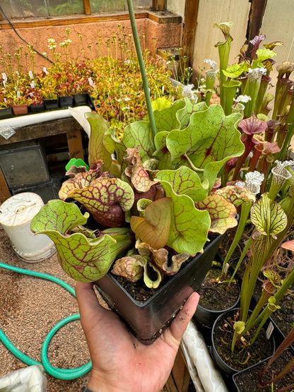Sarracenia purpurea ssp. venosa var. Chipola #3 (Shipped Bare-Root)