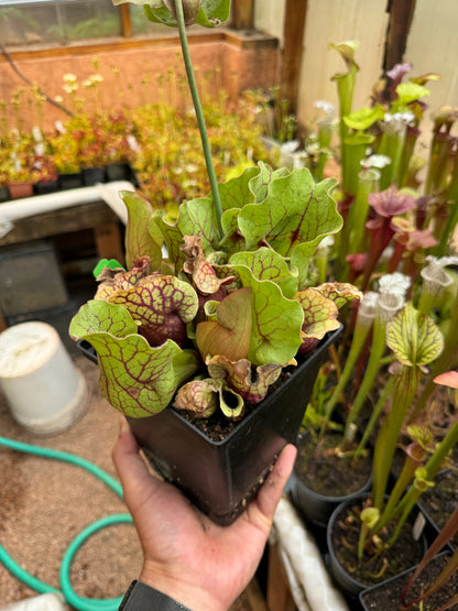 Sarracenia purpurea ssp. venosa var. Chipola #3 (Shipped Bare-Root)
