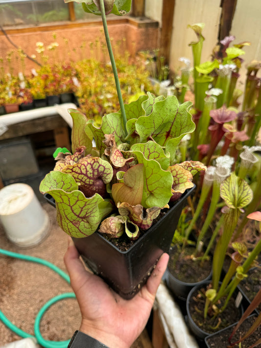 Sarracenia purpurea ssp. venosa var. Chipola #3 (Shipped Bare-Root)