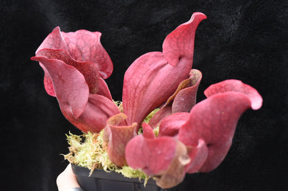 Sarracenia purpurea ssp. venosa var. Chipola Lee's Botanical Garden (Shipped Bare-Root)