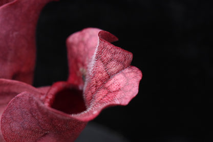Sarracenia purpurea ssp. venosa var. Chipola Lee's Botanical Garden (Shipped Bare-Root)