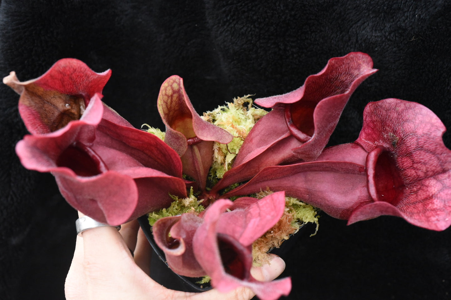 Sarracenia purpurea ssp. venosa var. Chipola Lee's Botanical Garden (Shipped Bare-Root)