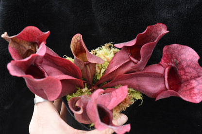 Sarracenia purpurea ssp. venosa var. Chipola Lee's Botanical Garden (Shipped Bare-Root)