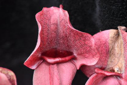 Sarracenia purpurea ssp. venosa var. Chipola Lee's Botanical Garden (Shipped Bare-Root)
