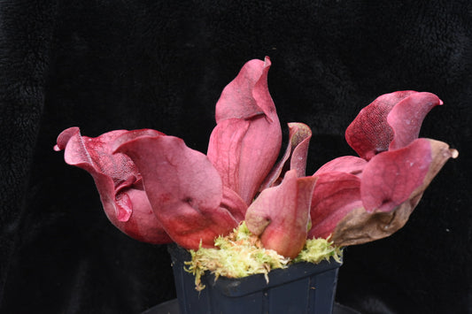 Sarracenia purpurea ssp. venosa var. Chipola Lee's Botanical Garden (Shipped Bare-Root)