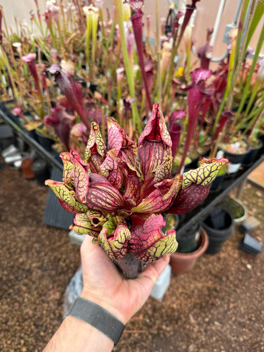 Sarracenia purpurea ssp. venosa var. Montana AA x A Select (Shipped Bare-Root)