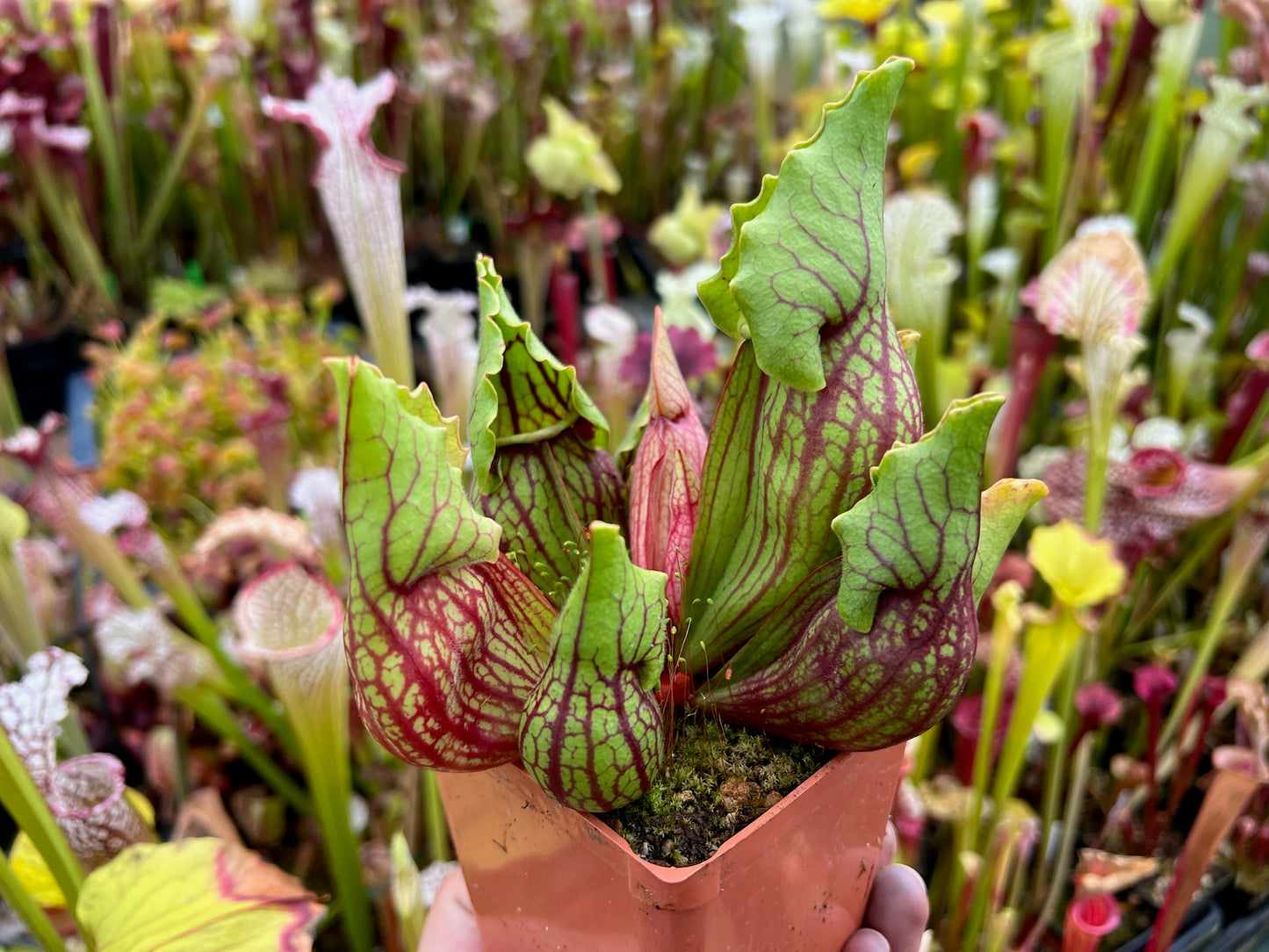 Sarracenia purpurea ssp. venosa var. Montana J x AA Jerry A. Clone - Small (Shipped Bare-Root)