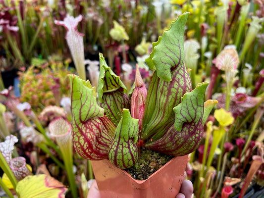 Sarracenia purpurea ssp. venosa var. Montana J x AA Jerry A. Clone - Small (Shipped Bare-Root)