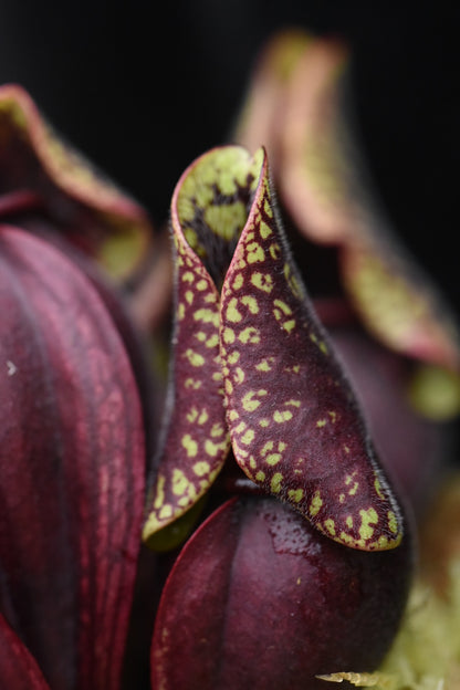 Sarracenia purpurea ssp. venosa var. Montana Transylvania Co NC Mike Wang's Best (Shipped Bare-Root)