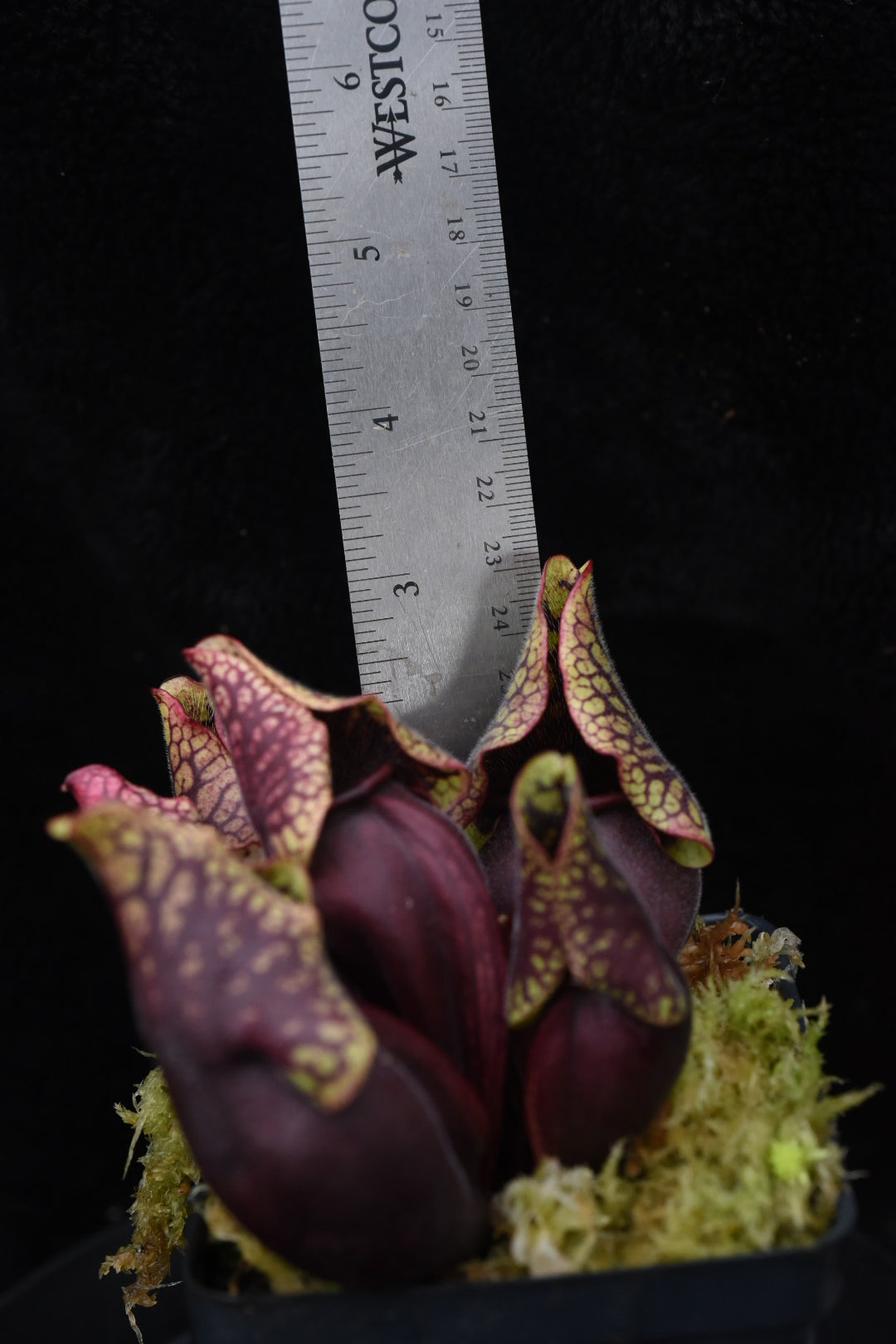 Sarracenia purpurea ssp. venosa var. Montana Transylvania Co NC Mike Wang's Best (Shipped Bare-Root)