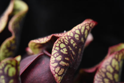 Sarracenia purpurea ssp. venosa var. Montana Transylvania Co NC Mike Wang's Best (Shipped Bare-Root)