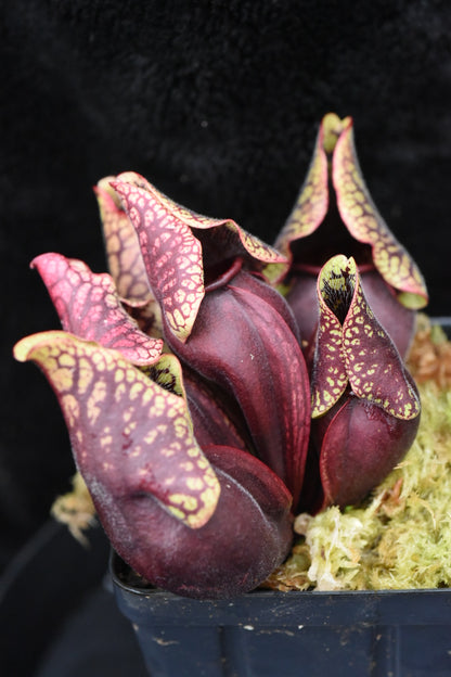 Sarracenia purpurea ssp. venosa var. Montana Transylvania Co NC Mike Wang's Best (Shipped Bare-Root)