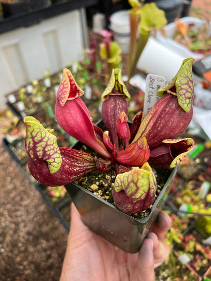 Sarracenia purpurea ssp. venosa var. Montana Transylvania Co NC Mike Wang's Best (Shipped Bare-Root)