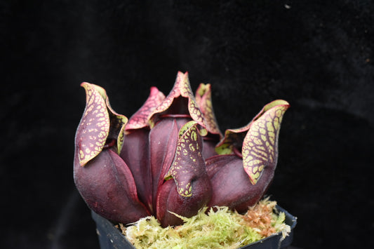 Sarracenia purpurea ssp. venosa var. Montana Transylvania Co NC Mike Wang's Best (Shipped Bare-Root)