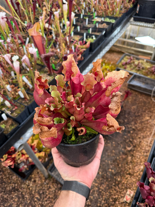 Sarracenia purpurea Veinless Jerry A.-Calen Hall - Small (Shipped Bare-Root)