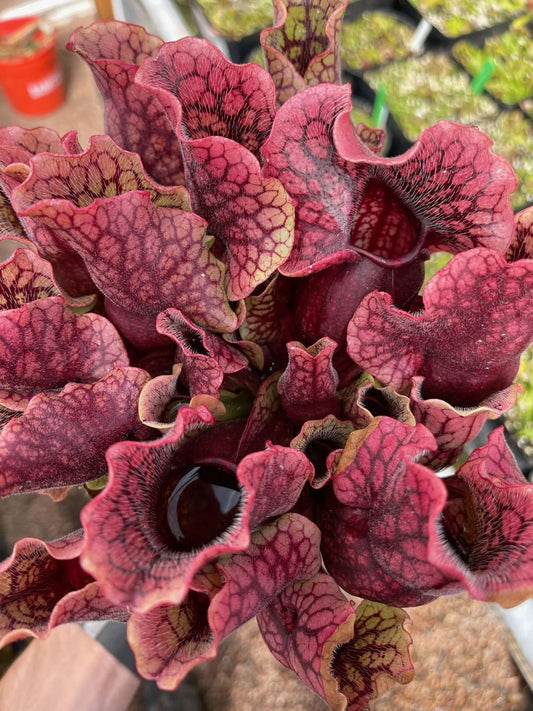 Sarracenia purpurea venosa Tattnall Co GA MW (Shipped Bare-Root)
