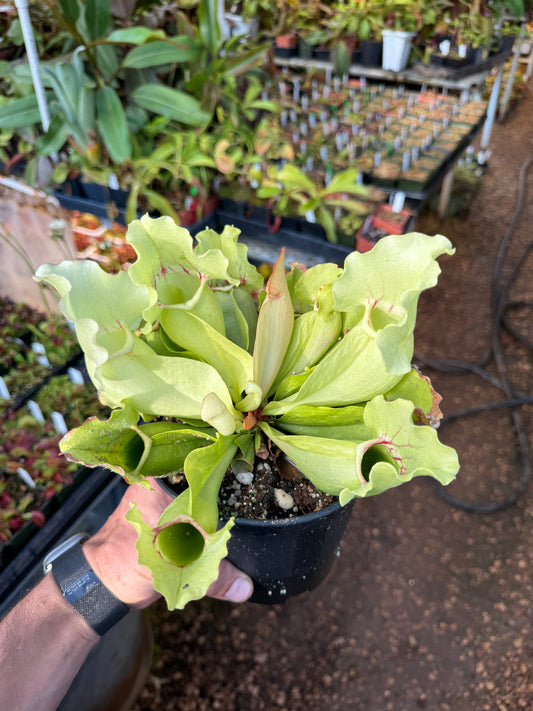 Sarracenia purpurea White Ghost (Shipped Bare-Root)
