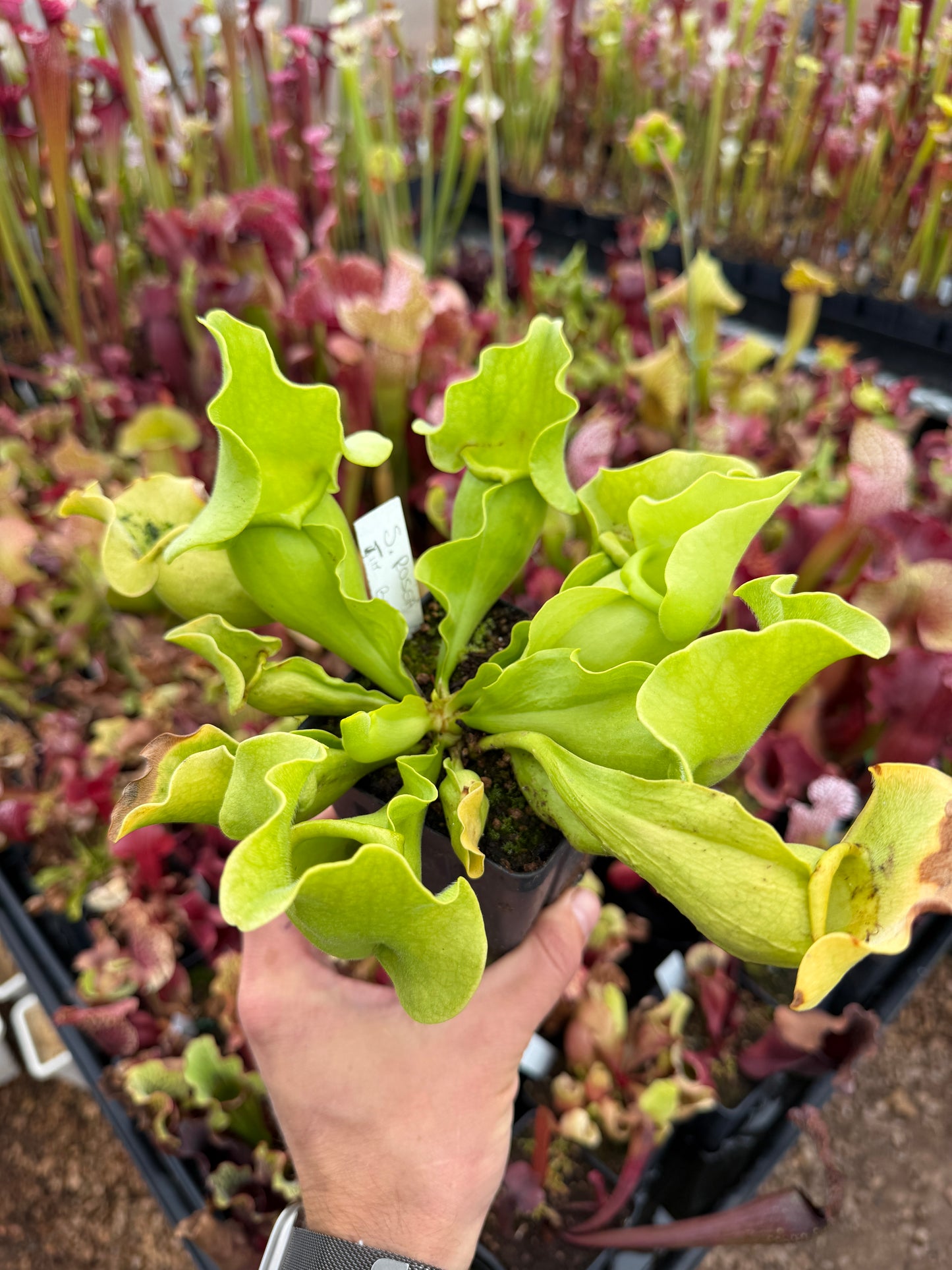 Sarracenia rosea AF original Apalachicola NF FL Jim Bockowski - DM (Shipped Bare-Root)