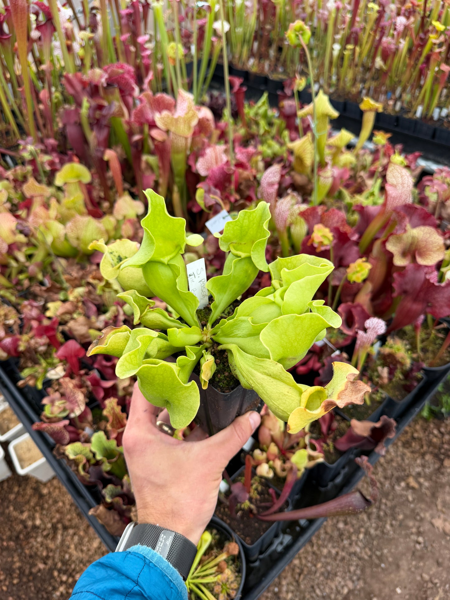 Sarracenia rosea AF original Apalachicola NF FL Jim Bockowski - DM (Shipped Bare-Root)