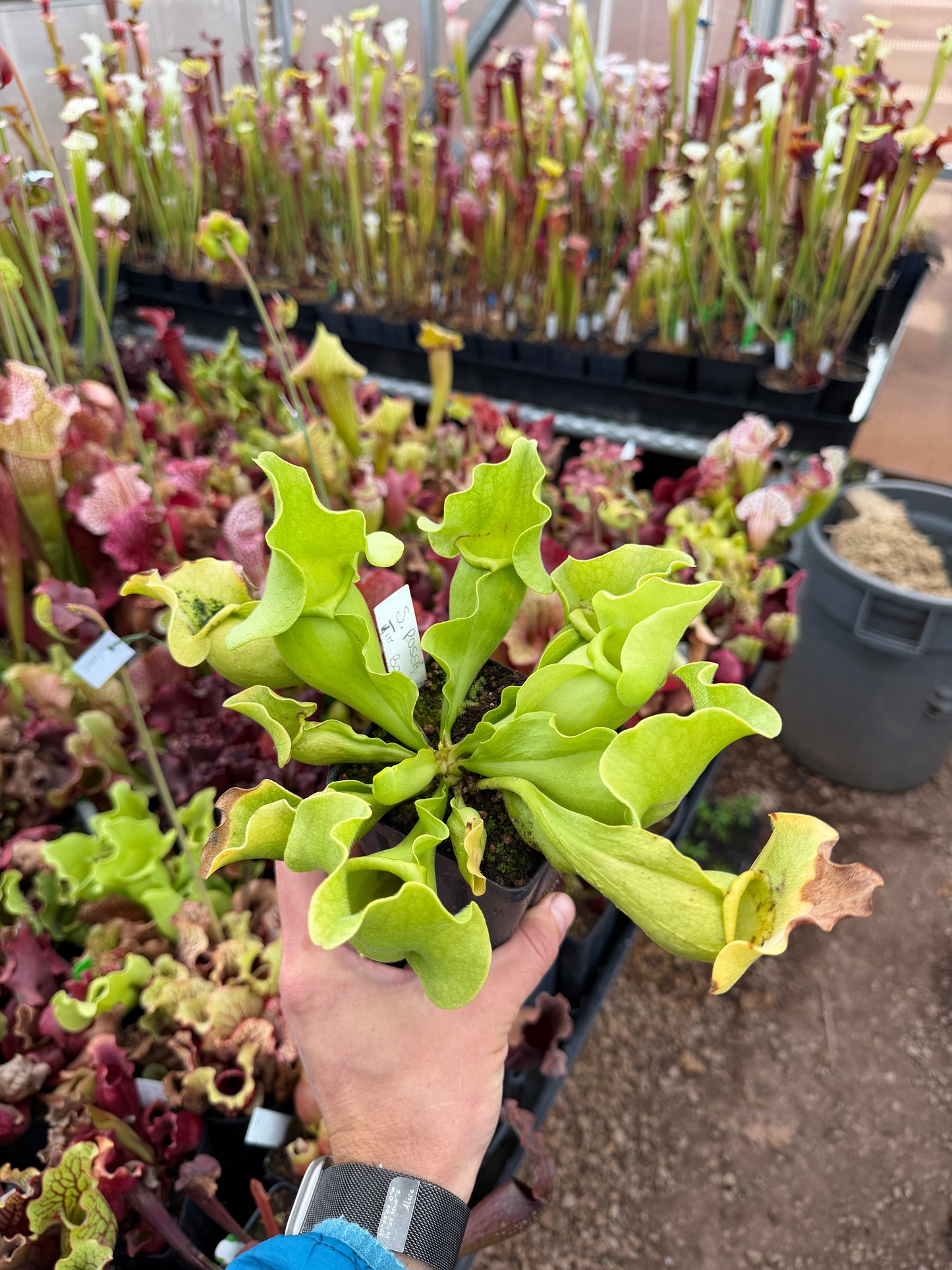 Sarracenia rosea AF original Apalachicola NF FL Jim Bockowski - DM (Shipped Bare-Root)