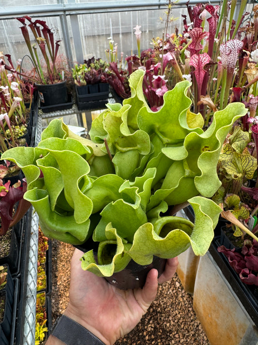 Sarracenia rosea AF original Apalachicola NF FL Jim Bockowski - DM (Shipped Bare-Root)