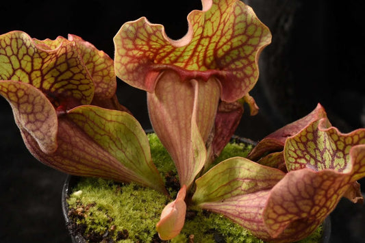 Sarracenia rosea Boldwin Co AL Mike W (Shipped Bare-Root)