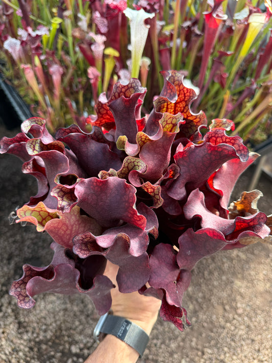 Sarracenia rosea DW (Shipped Bare-Root)