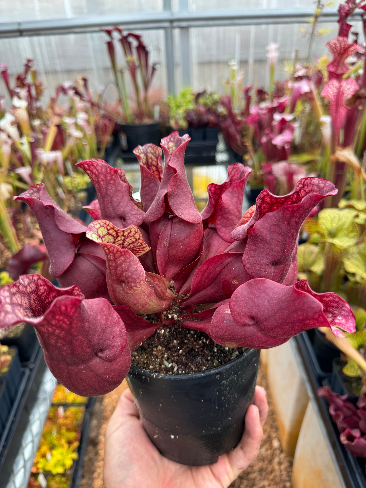 Sarracenia rosea Okaloosa Co FL HL #1 (Shipped Bare-Root)