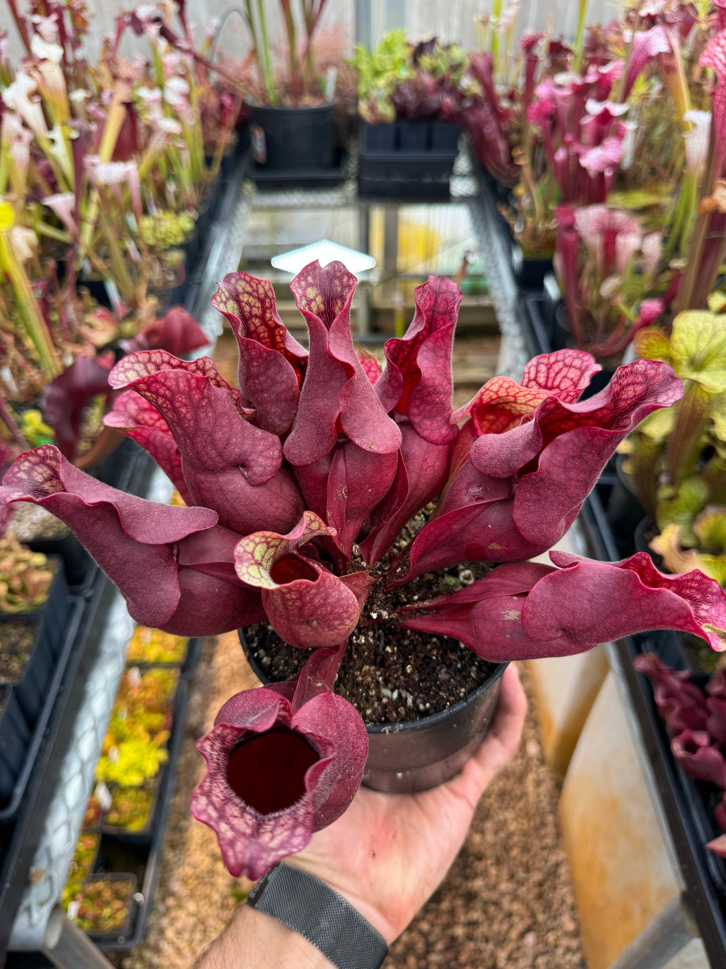 Sarracenia rosea Okaloosa Co FL HL #1 (Shipped Bare-Root)