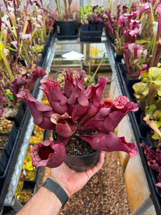 Sarracenia rosea Okaloosa Co FL HL #1 (Shipped Bare-Root)