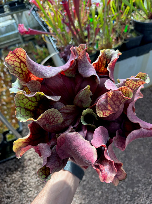 Sarracenia rosea Squat Huge Baldwin Co, AL (Shipped Bare-Root)