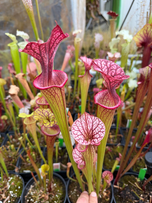 Sarracenia [(rubes x oreo) x flava] x Adrian Slack (Shipped Bare-Root)