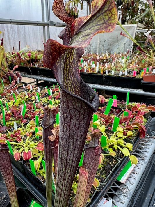 Sarracenia rubra ancestral Marion Co, GA (Shipped Bare-Root)