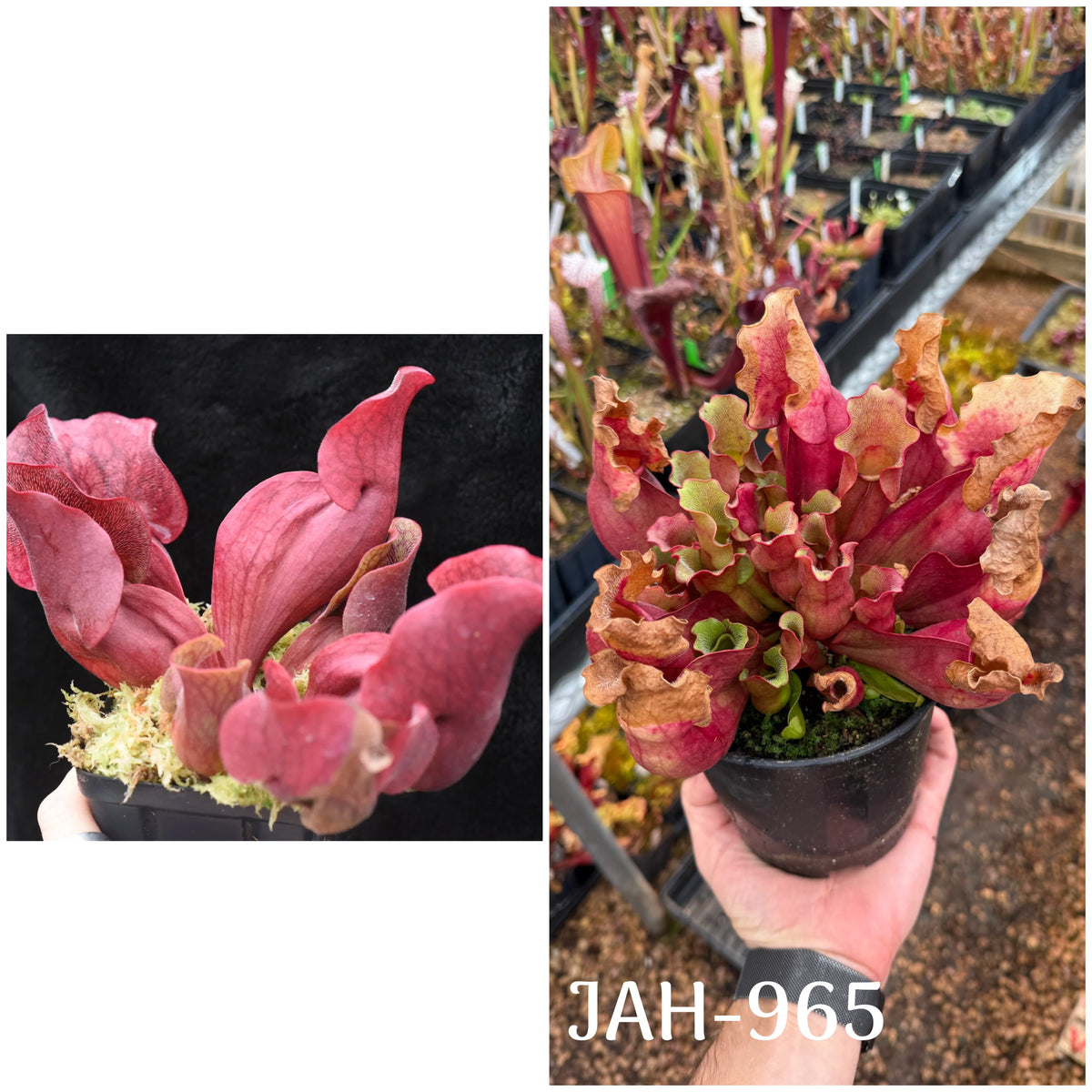 Parent plant for Sarracenia purpurea ssp. venosa var. Chipola Lee's Botanical Garden x purpurea Veinless Jerry A. seed, Jeremiah's Plants