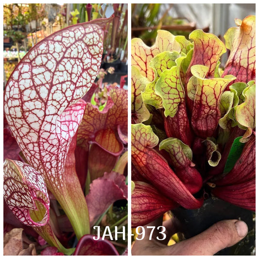 Parent plant for Sarracenia Lobster Wrigleyana Washington Co AL x Belly of Blood seed, Jeremiah's Plants