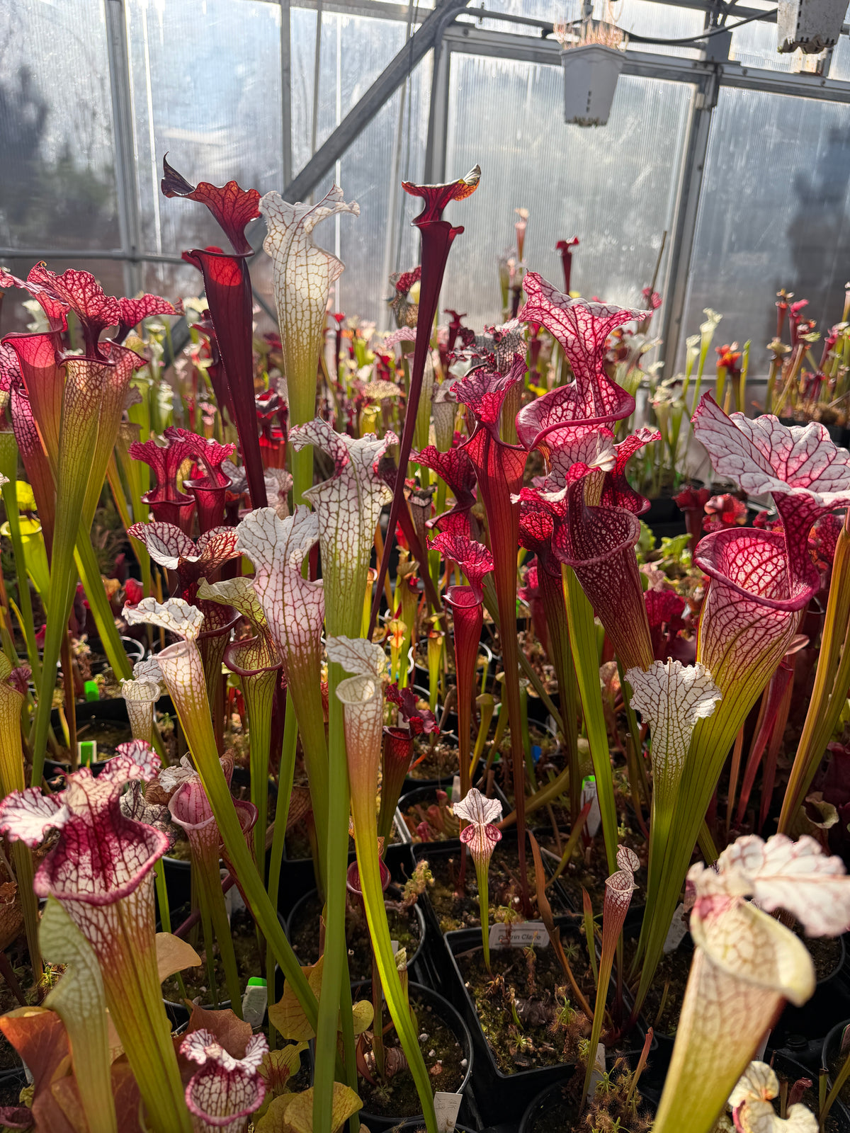 Sarracenia pitcher plants in the 2026 mixed seed collection at Jeremiah's Plants
