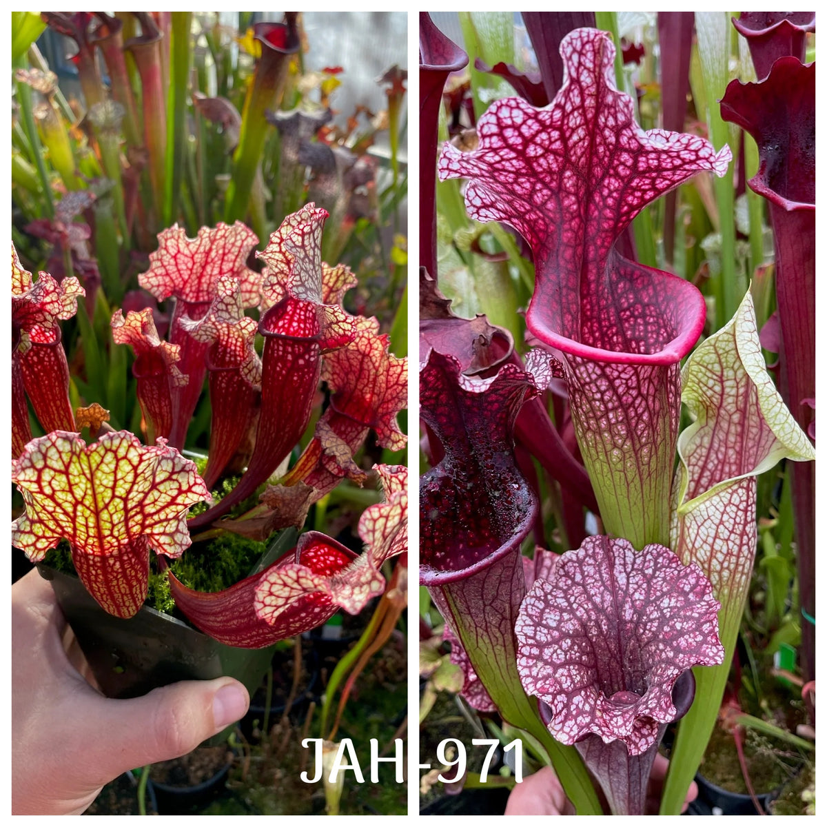 Parent plant for Sarracenia [(leucophylla Purple Lips x Mesa Exotics) x venosa Tattnall Co GA #2] x Stanya seed, Jeremiah's Plants