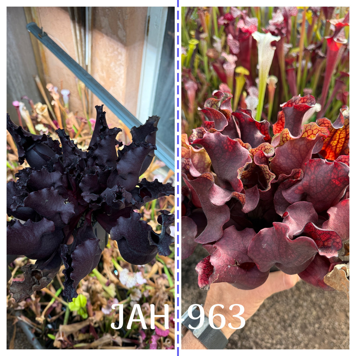 Parent plant for Sarracenia purpurea JH106 Best x purpurea ssp. venosa DW seed, Jeremiah's Plants