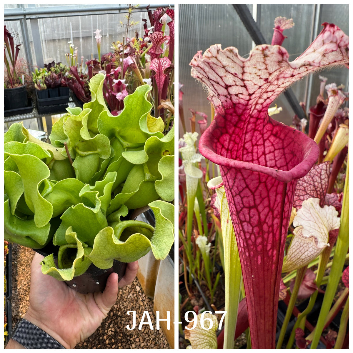 Parent plant for Sarracenia rosea AF Apalachicola NF x (leucophylla Ruby Joyce x var. alba) seed, Jeremiah's Plants