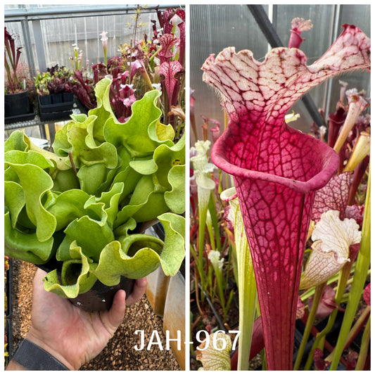 Parent plant for Sarracenia rosea AF Apalachicola NF x (leucophylla Ruby Joyce x var. alba) seed, Jeremiah's Plants
