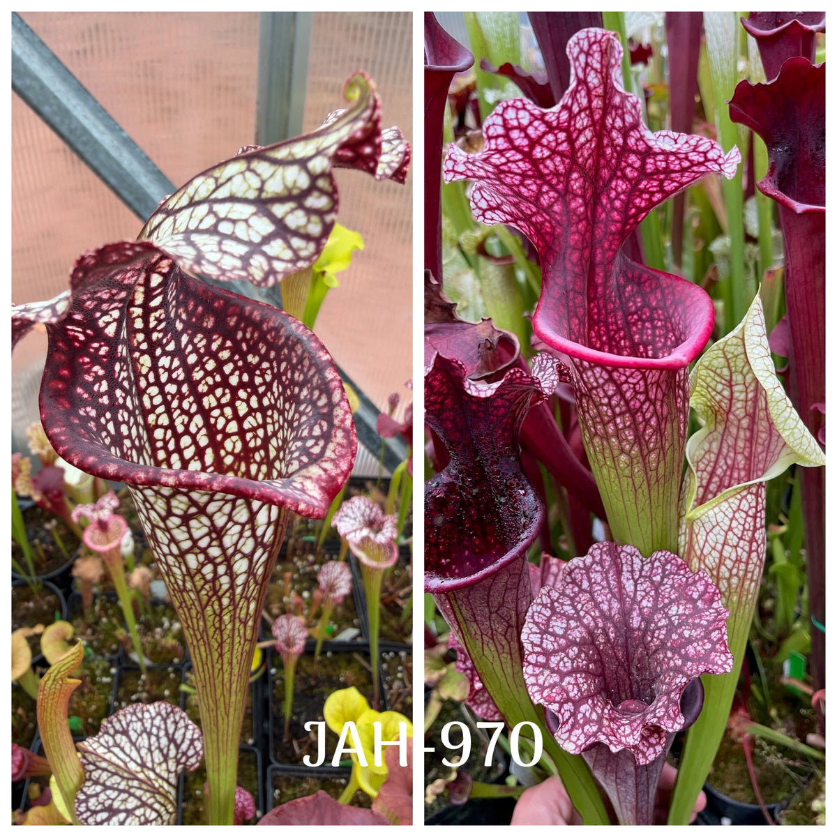 Parent plant for Sarracenia (Titan x Black Widow #2) x Stanya seed, Jeremiah's Plants