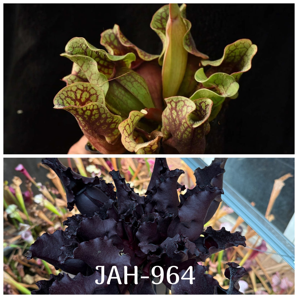 Parent plant for Sarracenia purpurea ssp. venosa var. Chipola #1 x purpurea JH106 Best seed, Jeremiah's Plants