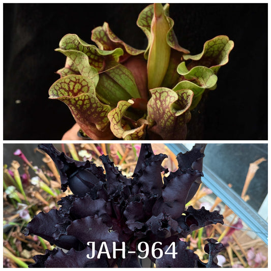 Parent plant for Sarracenia purpurea ssp. venosa var. Chipola #1 x purpurea JH106 Best seed, Jeremiah's Plants