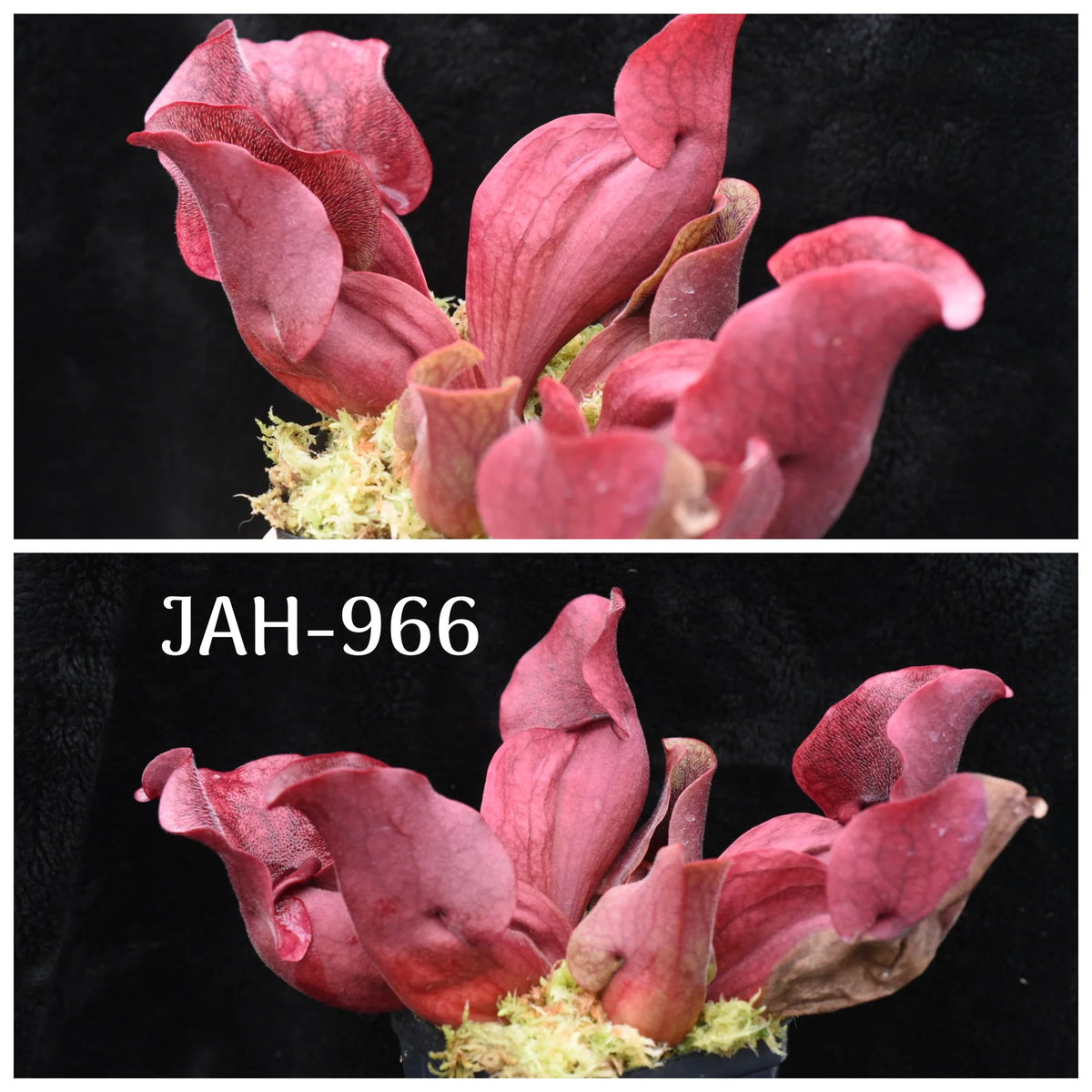 Parent plant for Sarracenia purpurea ssp. venosa var. Chipola Lee's Botanical Garden x Self seed, Jeremiah's Plants