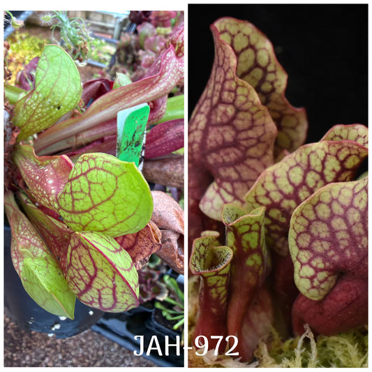 Parent plant for Sarracenia x courtii Kirk S. x purpurea ssp. venosa var. Chipola #2 seed, Jeremiah's Plants