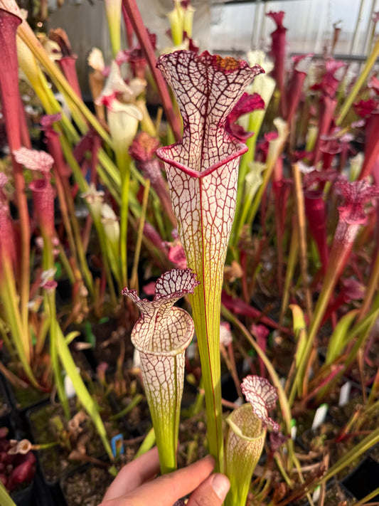 Sarracenia x 427 Josh Lynch (Shipped Bare-Root)
